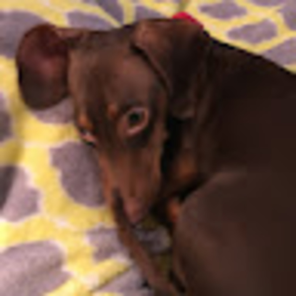 Meet your Posher, Nikki